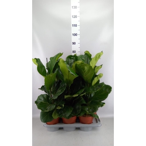 Ficus lyrata