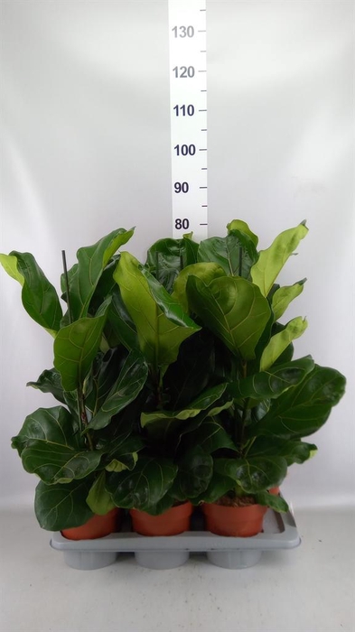 <h4>Ficus lyrata</h4>