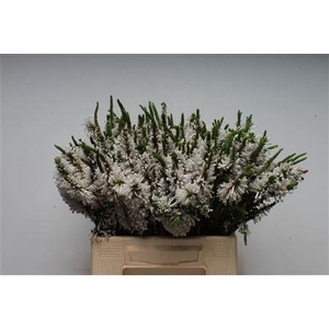 Kaaps Erica Prince Of Wales