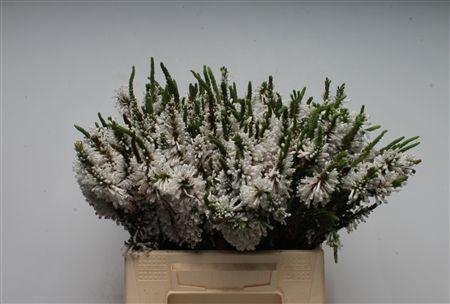 <h4>Kaaps Erica Prince Of Wales</h4>