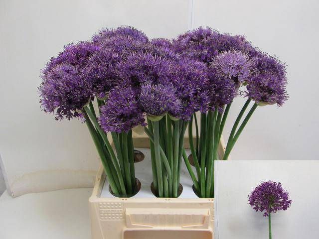 <h4>ALLIUM PURPLE SENS</h4>