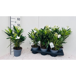 Nerium Oleander White