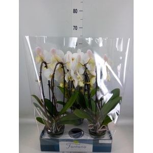 Phalaenopsis   ...white