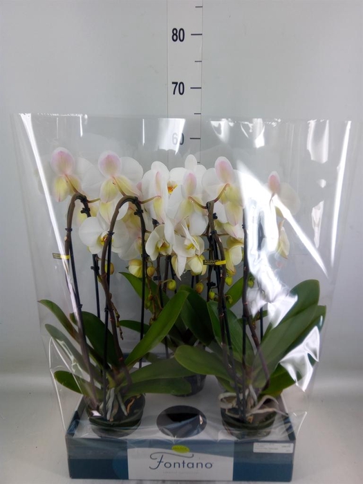 <h4>Phalaenopsis   ...white</h4>