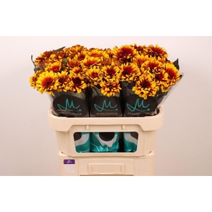 HELIOPSIS HELIAN. 'BONFIRE SUNSET'