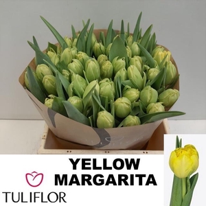 TU DU YELLO MARGARIT