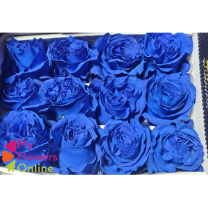 R Gr Tinted Dark Blue 60cm EC