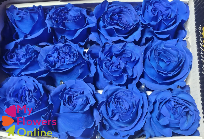 R Gr Tinted Dark Blue 60cm EC