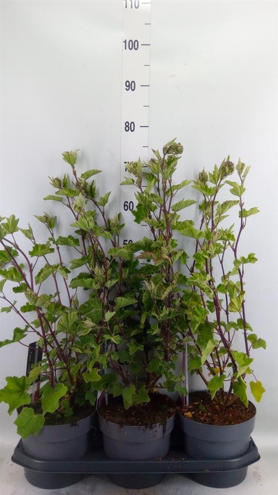 <h4>Lavatera   ...</h4>