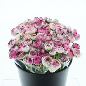 Ran El Sr Cappuccino Pink Extra