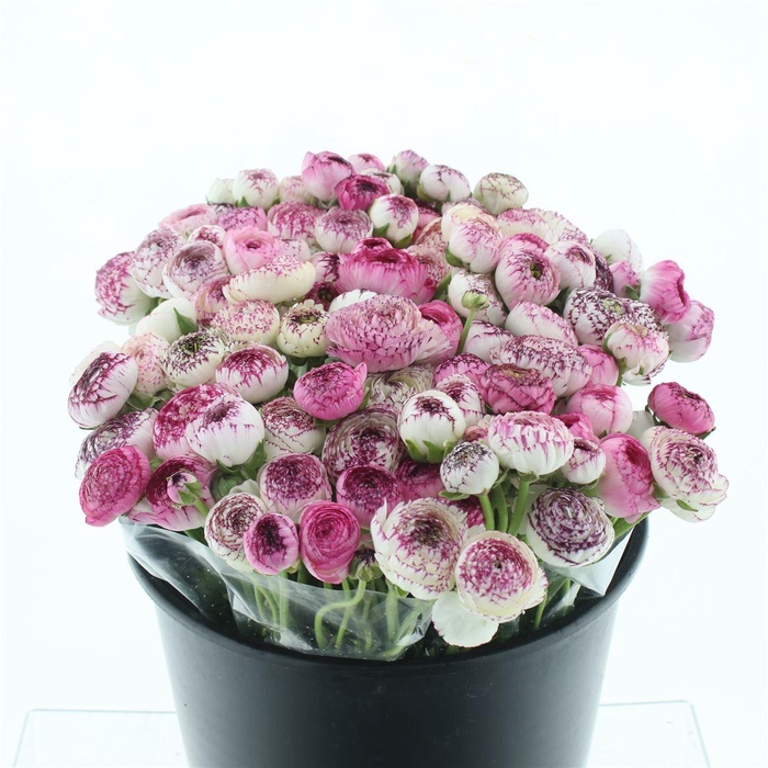 <h4>Ran El Sr Cappuccino Pink Extra</h4>