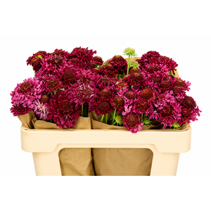 Scabiosa Scoop Marshmallow