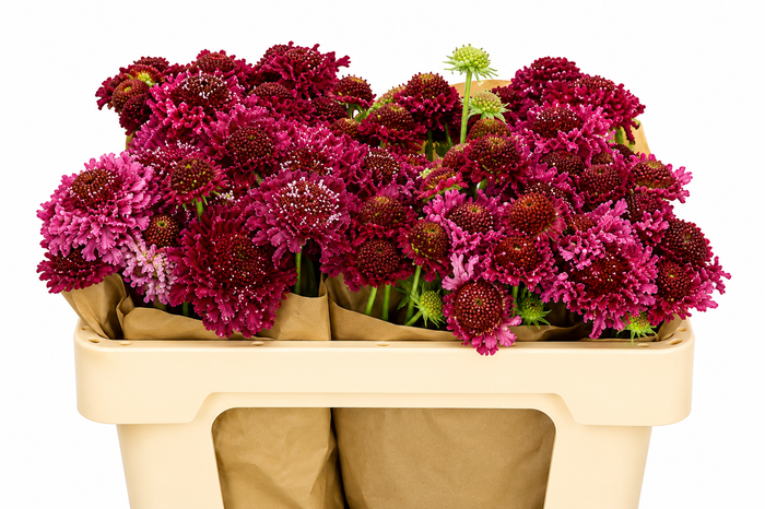 <h4>Scabiosa Scoop Marshmallow</h4>