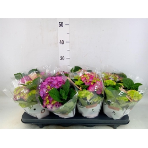 Hydrangea mac. 'Ningbo'