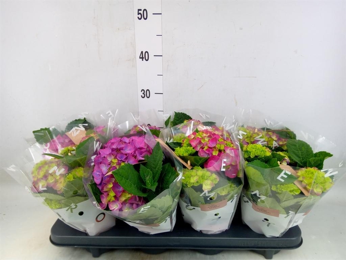 <h4>Hydrangea mac. 'Ningbo'</h4>