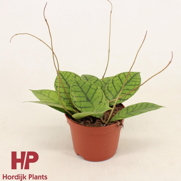 <h4>Hoya callistophylla 'KAL 16' P12</h4>