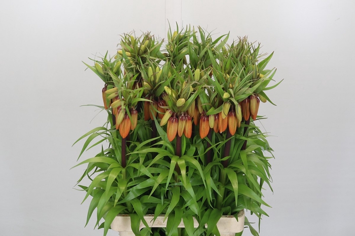 <h4>Fritillaria Imperialis Orange Sweet</h4>