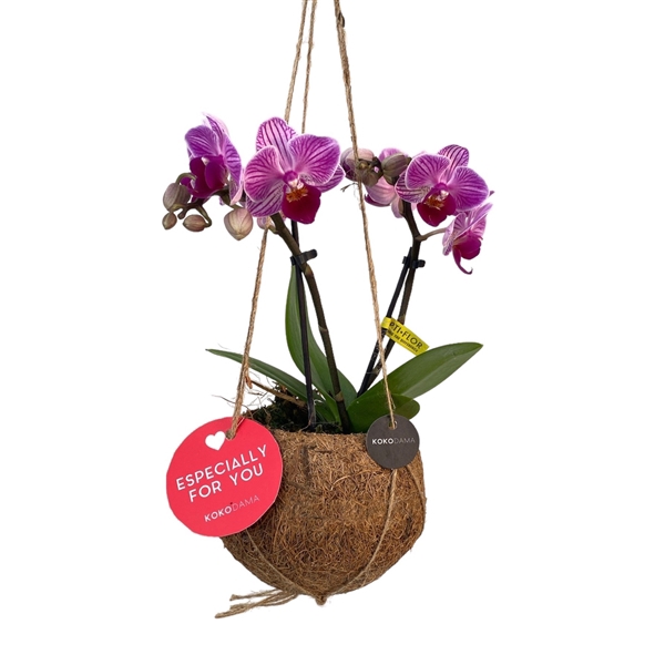 <h4>Kokodama 12 cm Orchid 2 tak Love</h4>