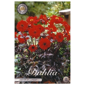 Dahlia Bishop of Llandaff x1