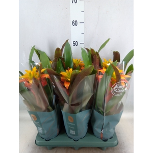Guzmania  'Fiero Yellow'