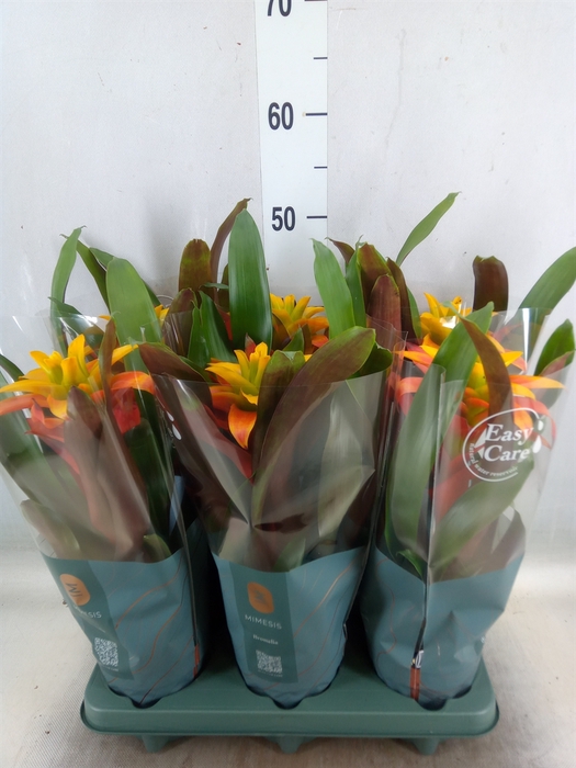 <h4>Guzmania  'Fiero Yellow'</h4>