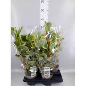 Peperomia obt. 'Obtipan Bicolor'