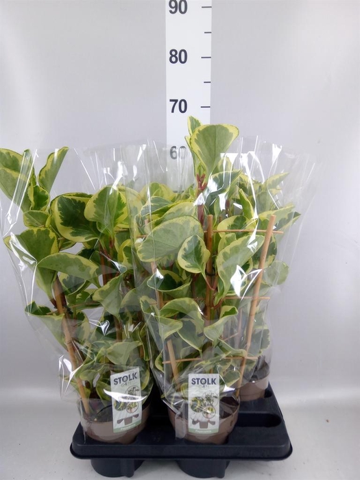 <h4>Peperomia obt. 'Obtipan Bicolor'</h4>