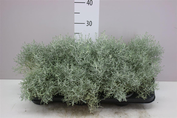 <h4>Calocephalus</h4>