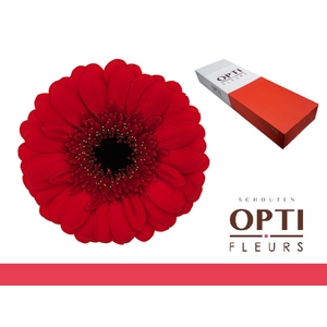 Germini Red Ruby Doos