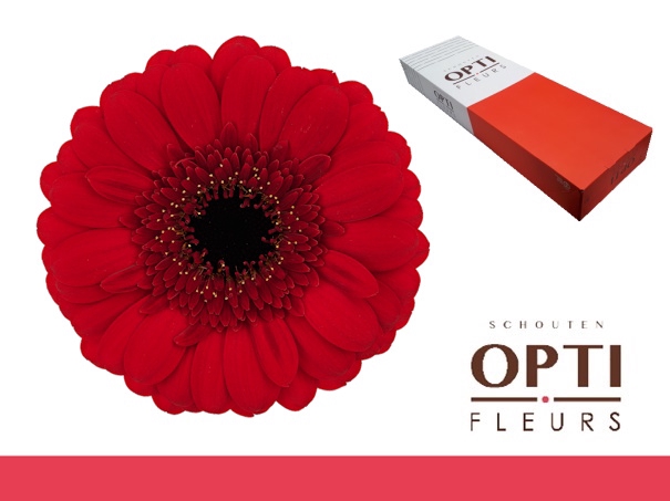 <h4>Germini Red Ruby Doos</h4>