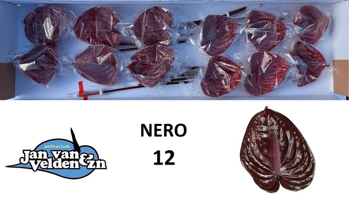 <h4>ANTH A NERO</h4>
