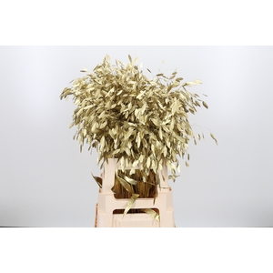 Chasmantium Kl Bh Goud