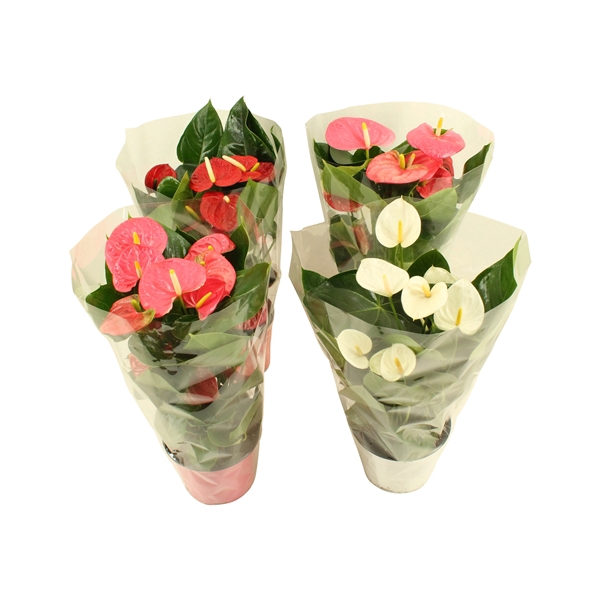 <h4>Anthurium Flamingomix in blanco hoes 17cm</h4>