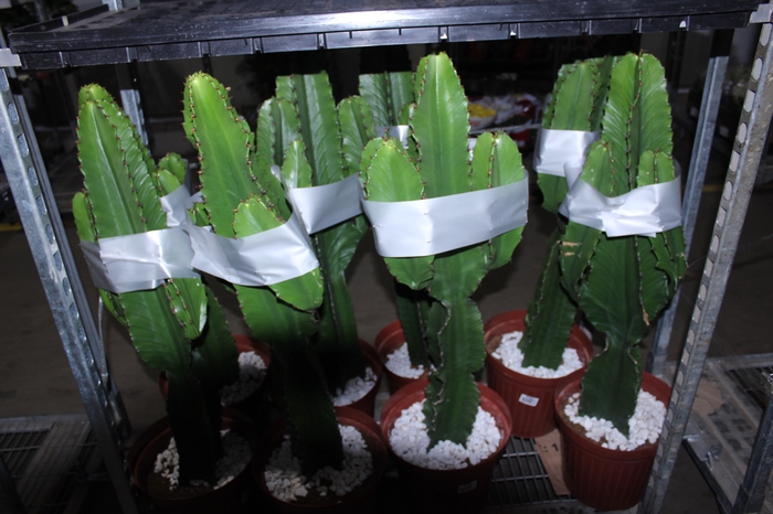 <h4>CACTUS EUPHORBIA MANDACARU P30</h4>