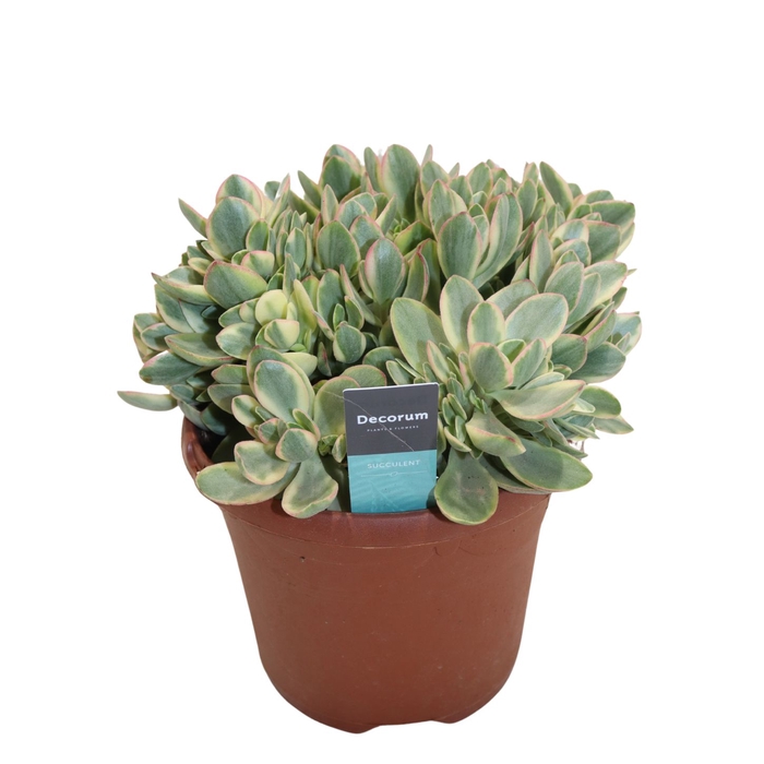 Crassula Rusby Variegata (Decorum) Decorum+Steker