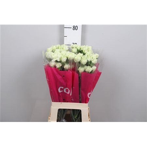 Di St Prado Mint