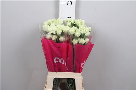 <h4>Di St Prado Mint</h4>