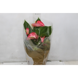 ANTHURIUM LIVIUM RED P17 BICOLOR