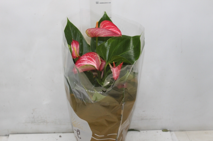 <h4>ANTHURIUM LIVIUM RED P17 BICOLOR</h4>