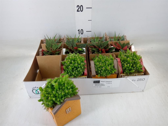 <h4>Planten  ..in schaal L%</h4>