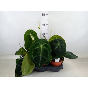 Anthurium   ...