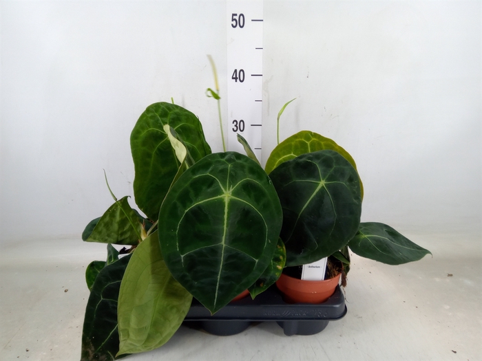 <h4>Anthurium   ...</h4>
