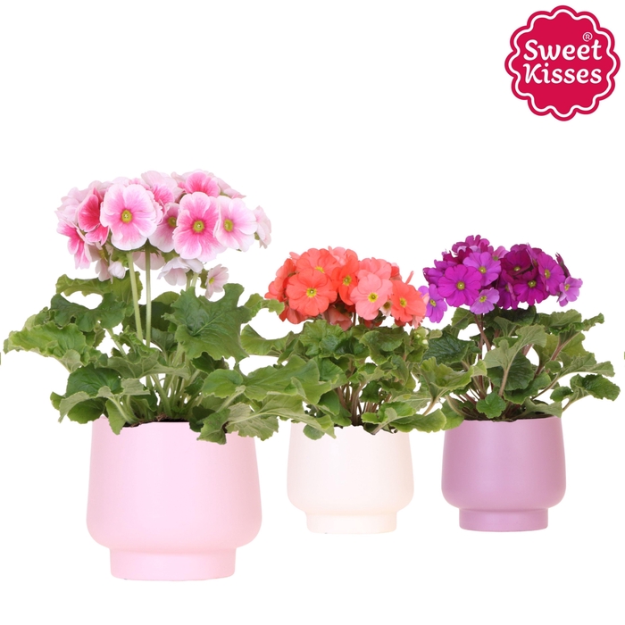 <h4>Primula Obconica Sweet Kisses mix in Scandic pot pink mix</h4>