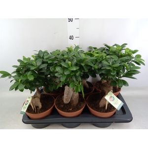 Ficus microcarpa 'Ginseng'