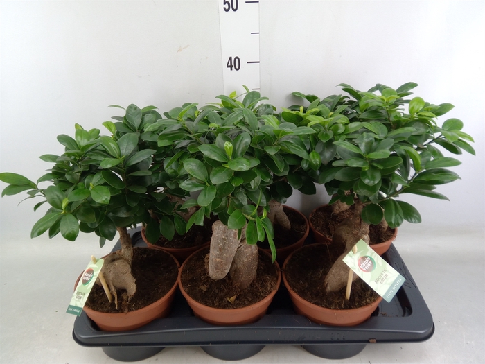 <h4>Ficus microcarpa 'Ginseng'</h4>