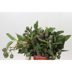 Kaaps Groen Euc. Bell Gum