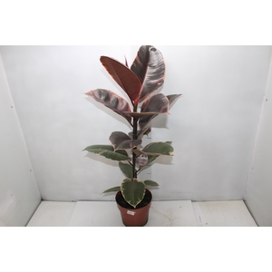 FICUS ELASTICA RUBY P17