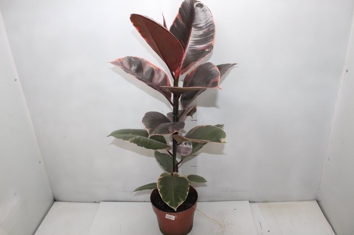 FICUS ELASTICA RUBY P17