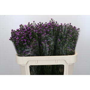Aster Baby Pink