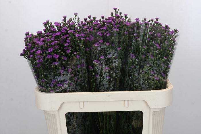 Aster Baby Pink